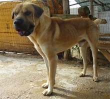 ELMO, Hund, Mischlingshund in Griechenland - Bild 12