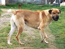 ELMO, Hund, Mischlingshund in Griechenland - Bild 13