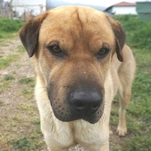 ELMO, Hund, Mischlingshund in Griechenland - Bild 14