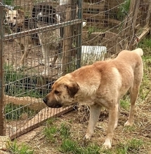 ELMO, Hund, Mischlingshund in Griechenland - Bild 15