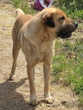 ELMO, Hund, Mischlingshund in Griechenland - Bild 16