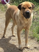 ELMO, Hund, Mischlingshund in Griechenland - Bild 17