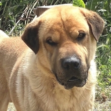 ELMO, Hund, Mischlingshund in Griechenland - Bild 18