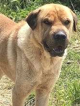 ELMO, Hund, Mischlingshund in Griechenland - Bild 19