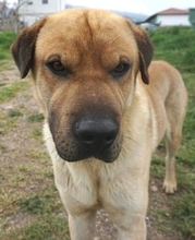 ELMO, Hund, Mischlingshund in Griechenland - Bild 20