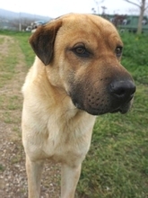 ELMO, Hund, Mischlingshund in Griechenland - Bild 21