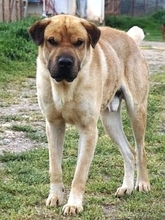 ELMO, Hund, Mischlingshund in Griechenland - Bild 22