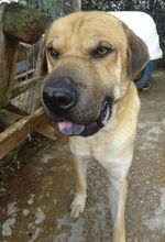 ELMO, Hund, Mischlingshund in Griechenland - Bild 6