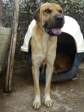 ELMO, Hund, Mischlingshund in Griechenland - Bild 7
