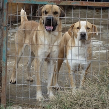 ELMO, Hund, Mischlingshund in Griechenland - Bild 8
