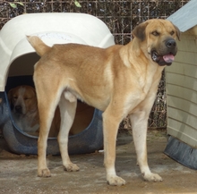 ELMO, Hund, Mischlingshund in Griechenland - Bild 9