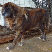 JOVAN, Hund, Mischlingshund in Griechenland - Bild 1