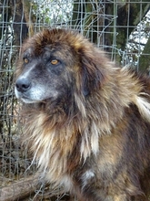 JOVAN, Hund, Mischlingshund in Griechenland - Bild 10