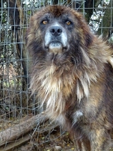 JOVAN, Hund, Mischlingshund in Griechenland - Bild 11