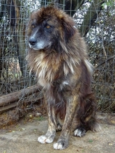 JOVAN, Hund, Mischlingshund in Griechenland - Bild 12