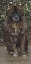 JOVAN, Hund, Mischlingshund in Griechenland - Bild 2