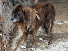 JOVAN, Hund, Mischlingshund in Griechenland - Bild 3