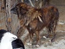 JOVAN, Hund, Mischlingshund in Griechenland - Bild 4