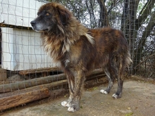 JOVAN, Hund, Mischlingshund in Griechenland - Bild 5