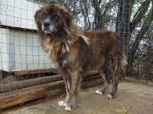 JOVAN, Hund, Mischlingshund in Griechenland - Bild 6