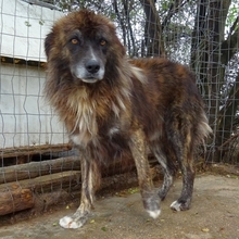JOVAN, Hund, Mischlingshund in Griechenland - Bild 7