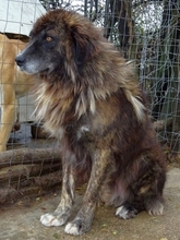 JOVAN, Hund, Mischlingshund in Griechenland - Bild 8