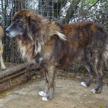 JOVAN, Hund, Mischlingshund in Griechenland - Bild 9
