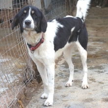 TARTA, Hund, Mischlingshund in Hausen - Bild 1