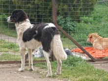 TARTA, Hund, Mischlingshund in Hausen - Bild 19
