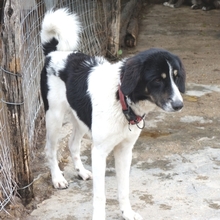 TARTA, Hund, Mischlingshund in Hausen - Bild 3