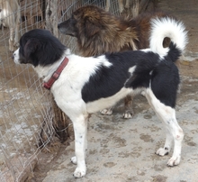TARTA, Hund, Mischlingshund in Hausen - Bild 6