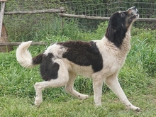 TARTA, Hund, Mischlingshund in Hausen - Bild 9