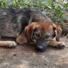 SIERA, Hund, Mischlingshund in Griechenland - Bild 2
