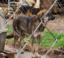 SIERA, Hund, Mischlingshund in Griechenland - Bild 3