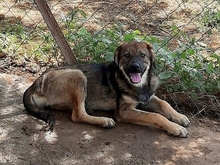 SIERA, Hund, Mischlingshund in Griechenland - Bild 4