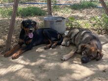 SIERA, Hund, Mischlingshund in Griechenland - Bild 5