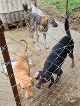 SIERA, Hund, Mischlingshund in Griechenland - Bild 6