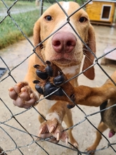 MESSY, Hund, Mischlingshund in Griechenland - Bild 1