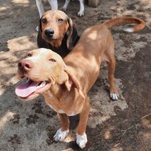 MESSY, Hund, Mischlingshund in Griechenland - Bild 11