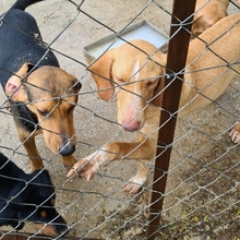 MESSY, Hund, Mischlingshund in Griechenland - Bild 12