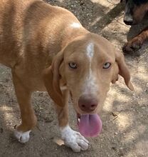 MESSY, Hund, Mischlingshund in Griechenland - Bild 2