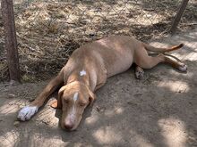 MESSY, Hund, Mischlingshund in Griechenland - Bild 6