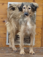 ZELDA, Hund, Mischlingshund in Griechenland - Bild 1
