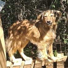 ZELDA, Hund, Mischlingshund in Griechenland - Bild 12