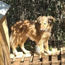 ZELDA, Hund, Mischlingshund in Griechenland - Bild 13