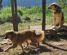 ZELDA, Hund, Mischlingshund in Griechenland - Bild 14