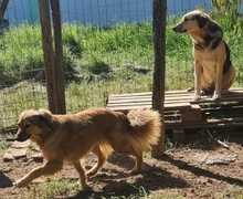 ZELDA, Hund, Mischlingshund in Griechenland - Bild 15