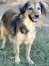 ZELDA, Hund, Mischlingshund in Griechenland - Bild 16