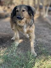 ZELDA, Hund, Mischlingshund in Griechenland - Bild 17