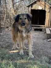 ZELDA, Hund, Mischlingshund in Griechenland - Bild 18
